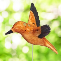 Brown Hummingbird