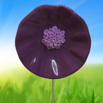 Purple Poppy